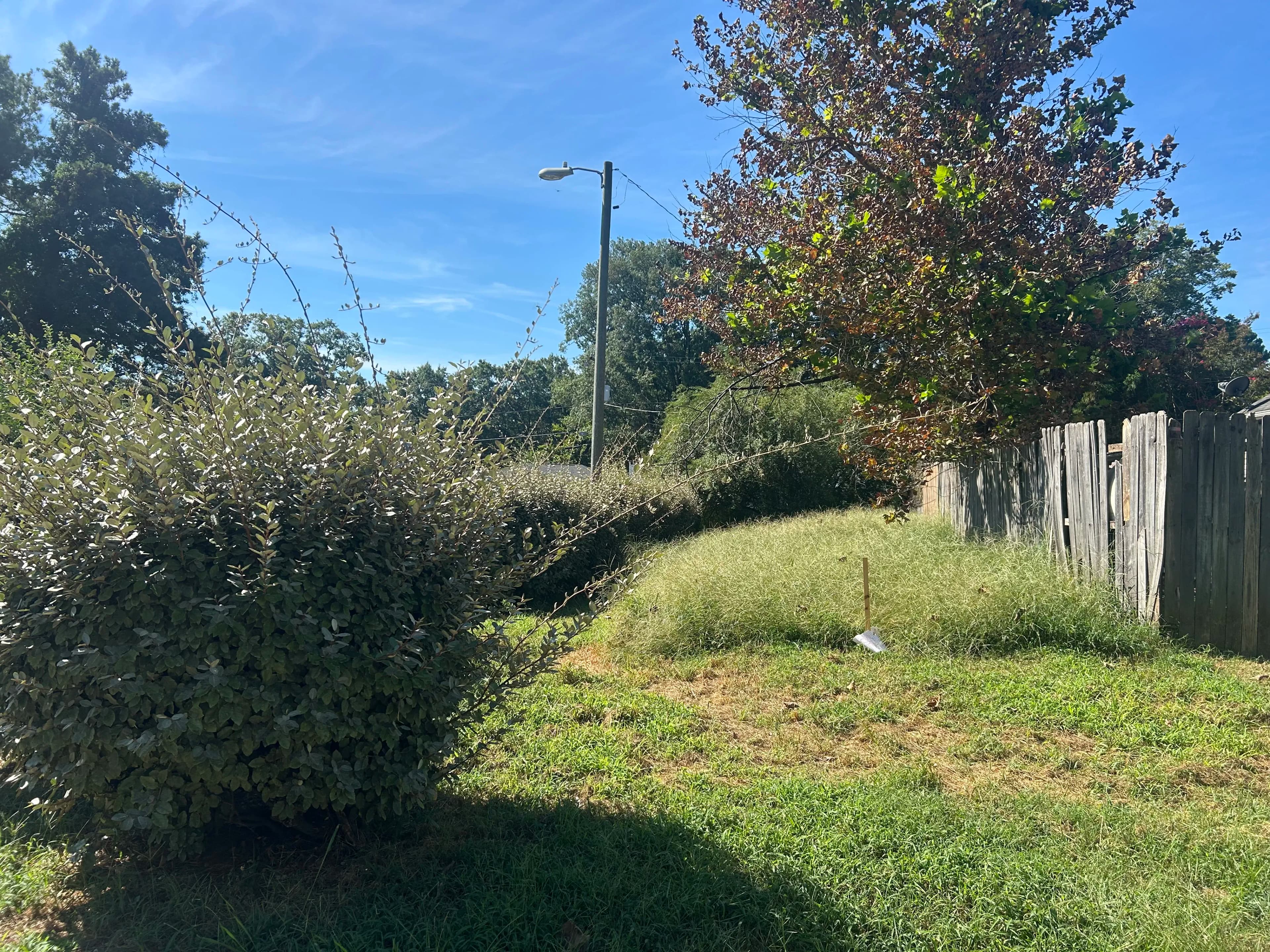 Overgrown backyard with tall grass, bushes, and a wooden fence under a clear blue sky.